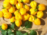 Scotch Bonnet Burkina yellow